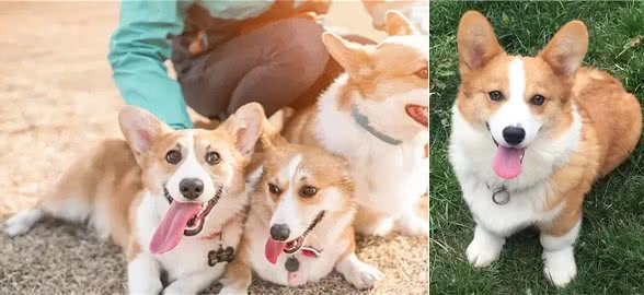 想养柯基犬?饲养柯基犬前不可不知的五大真相雷区