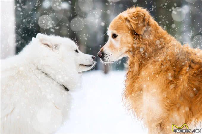 狗狗脚垫里的秘密，让它冬天不穿鞋子也没事!但去雪地要注意这些