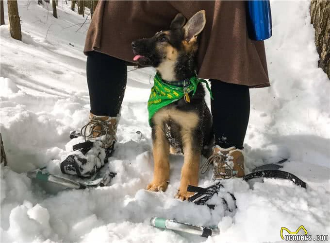 狗狗脚垫里的秘密，让它冬天不穿鞋子也没事!但去雪地要注意这些