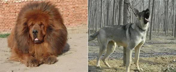 小偷克星:这7种狗狗养在家里，安全感十足