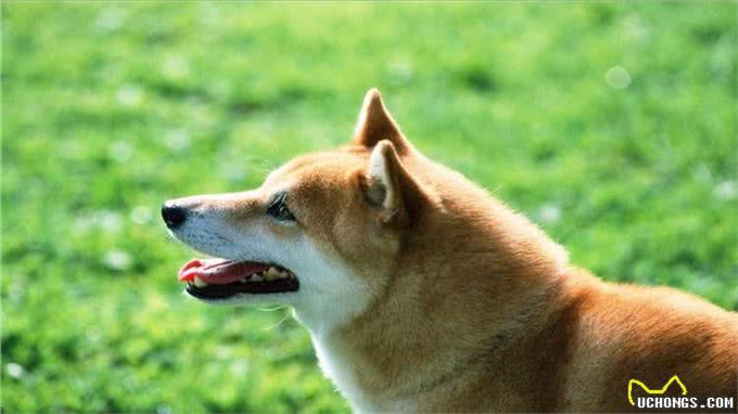 厉害了!这6招会让狗对你死心塌地!