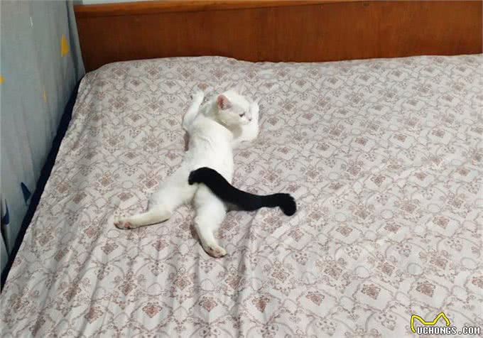 纯色白猫长有狸花尾，难不成是偷来的?快把尾巴还给狸花猫