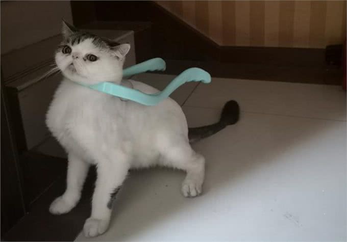 纯色白猫长有狸花尾，难不成是偷来的?快把尾巴还给狸花猫