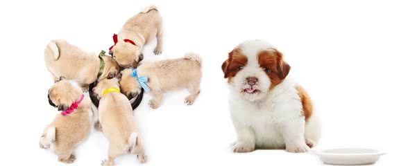 新犬到家这些食物千万不能喂