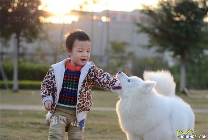 狗狗早晨闹钟：背后的秘密和知识揭秘