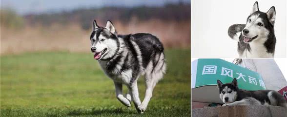 哈士奇真很二吗?在养之前,了解一些它的优缺点吧,省的后悔