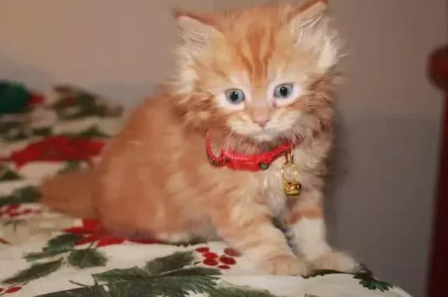 最近基友养了只褴褛猫，此猫读音，南方人纷纷中招