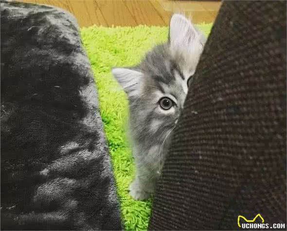 最近基友养了只褴褛猫，此猫读音，南方人纷纷中招