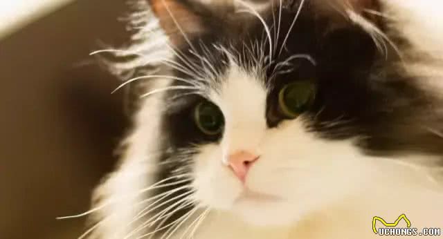 最近基友养了只褴褛猫，此猫读音，南方人纷纷中招