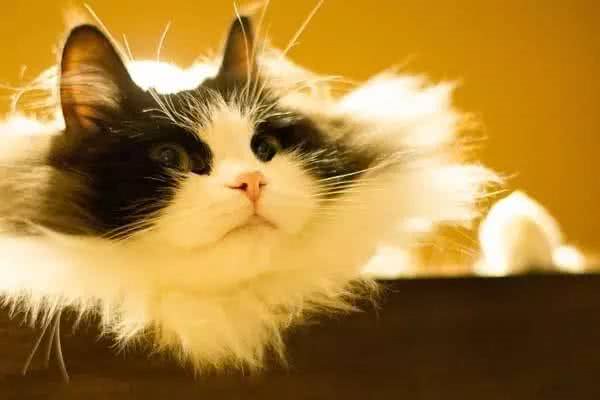 最近基友养了只褴褛猫，此猫读音，南方人纷纷中招