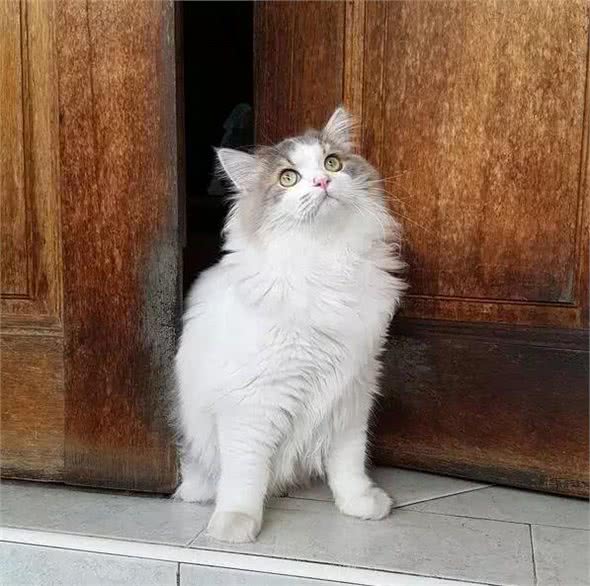 最近基友养了只褴褛猫，此猫读音，南方人纷纷中招