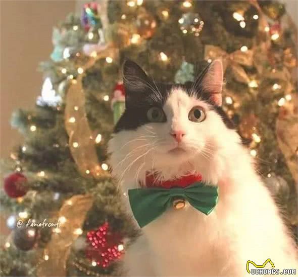 最近基友养了只褴褛猫，此猫读音，南方人纷纷中招