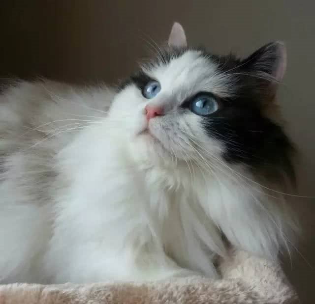 最近基友养了只褴褛猫，此猫读音，南方人纷纷中招