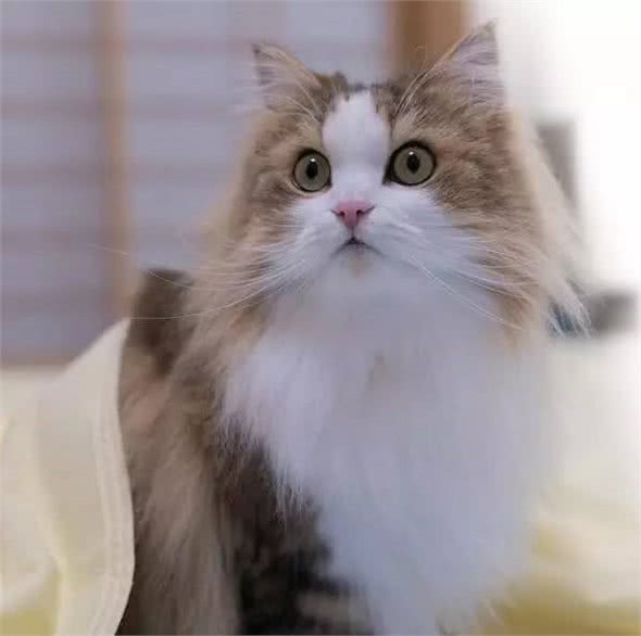 最近基友养了只褴褛猫，此猫读音，南方人纷纷中招