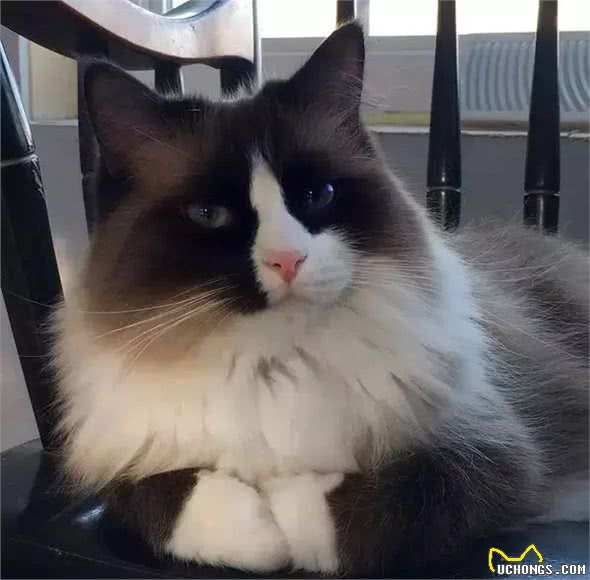 最近基友养了只褴褛猫，此猫读音，南方人纷纷中招