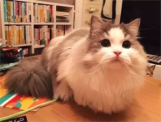 最近基友养了只褴褛猫，此猫读音，南方人纷纷中招