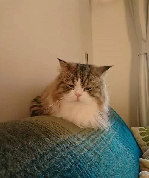 最近基友养了只褴褛猫，此猫读音，南方人纷纷中招