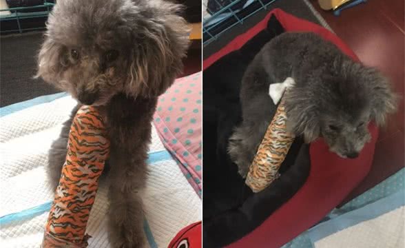分享一下小泰迪骨折治愈的过程