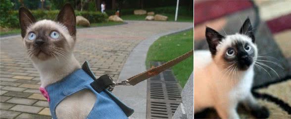就冲这几点，养只暹罗猫真的很好