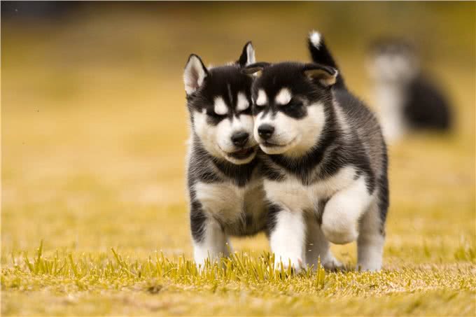 养狗不养双—为何这样说?