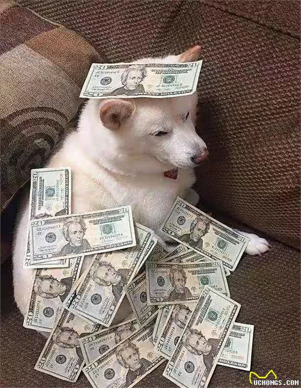 养狗不养双—为何这样说?