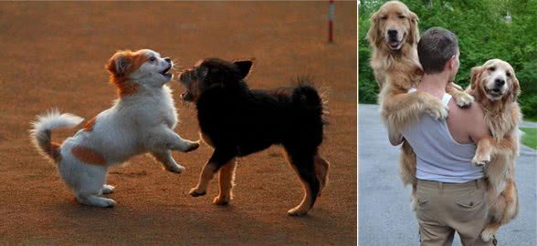 养狗不养双—为何这样说?