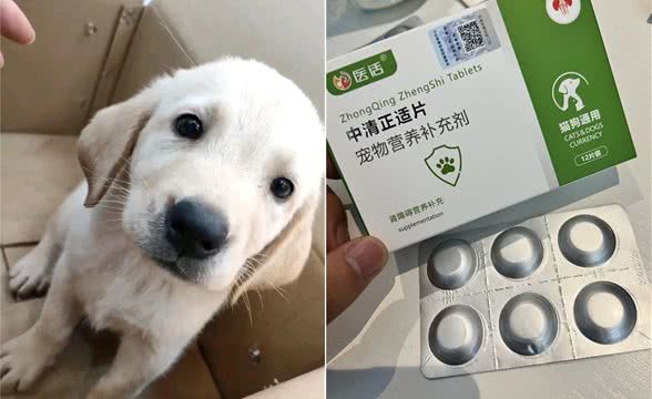 养狗不走弯路，狗狗肾衰科普