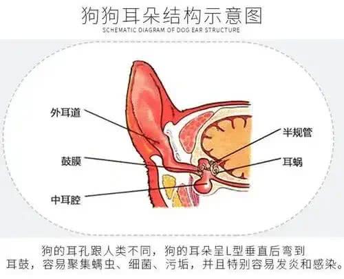 不得耳螨的秘密，狗狗耳朵护理小窍门