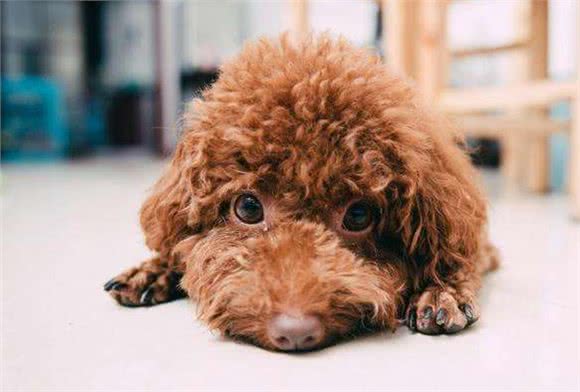 养泰迪犬之前，最好先了解它容易患有的这6种疾病