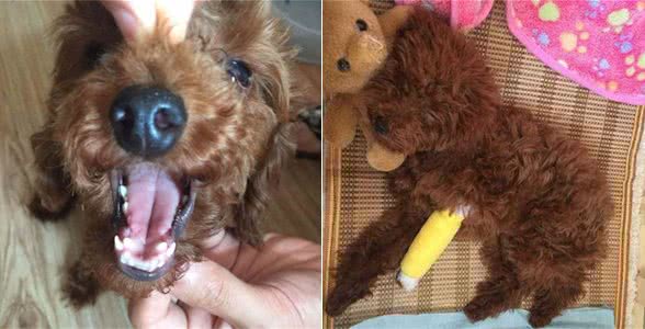 养泰迪犬之前，最好先了解它容易患有的这6种疾病