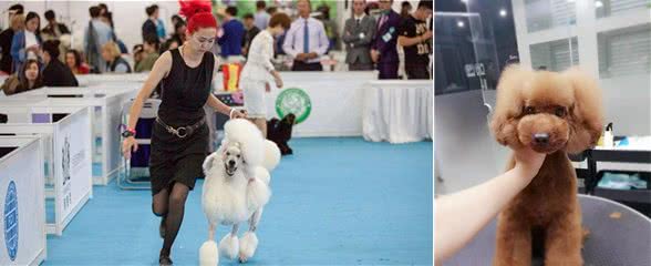 无人不知的玩具贵宾犬，并不叫泰迪，你真的了解过它们吗?