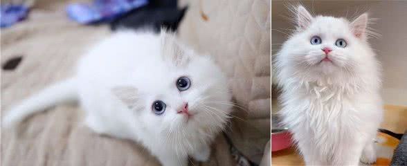 为什么狮子猫越来越多人养了?网友:养了才知道真香