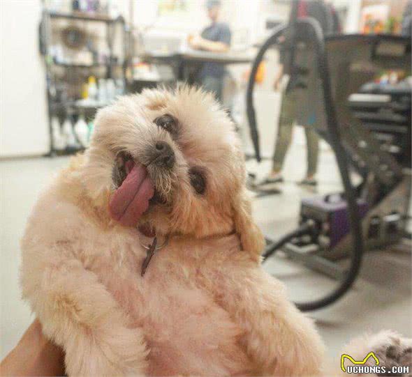 歪头吐舌好萌也好心疼!俏皮西施犬Marnie的血泪史