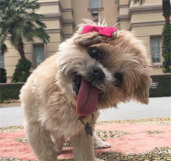 歪头吐舌好萌也好心疼!俏皮西施犬Marnie的血泪史