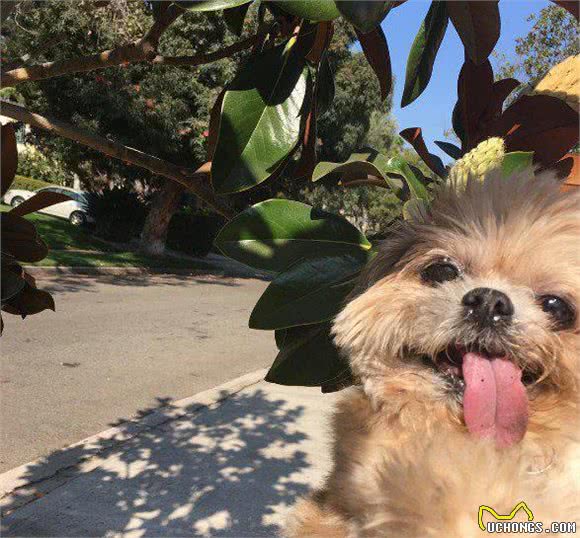 歪头吐舌好萌也好心疼!俏皮西施犬Marnie的血泪史