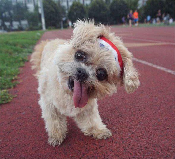 歪头吐舌好萌也好心疼!俏皮西施犬Marnie的血泪史