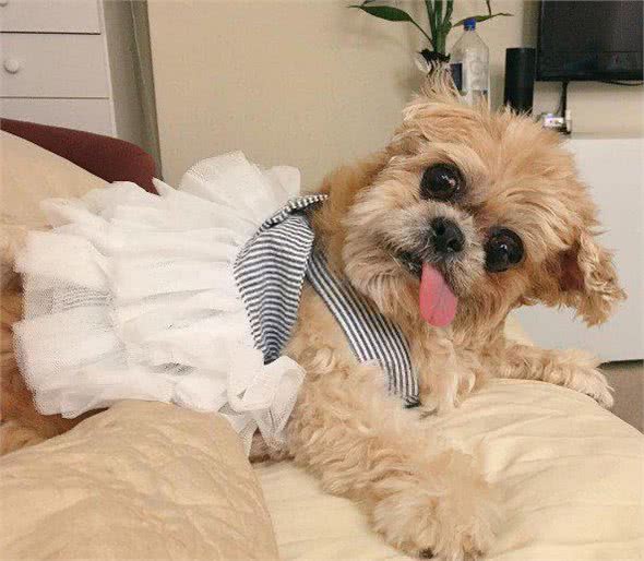 歪头吐舌好萌也好心疼!俏皮西施犬Marnie的血泪史