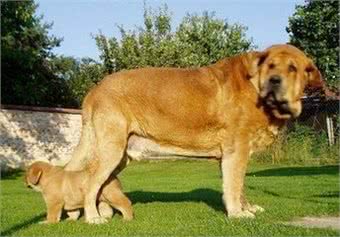 欧洲大陆最威武霸王级犬:西班牙獒，完胜藏獒不在话下
