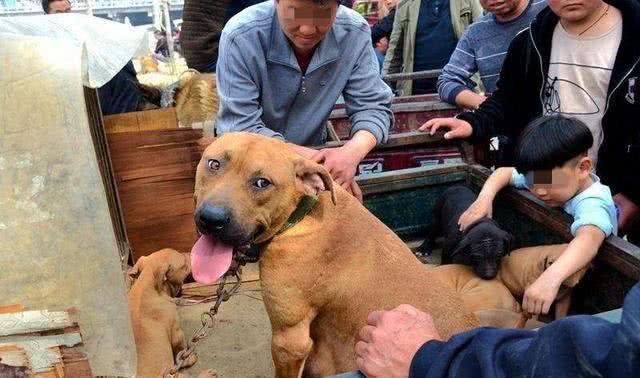 养宠物怕花钱，那你最该下手这六种宠物