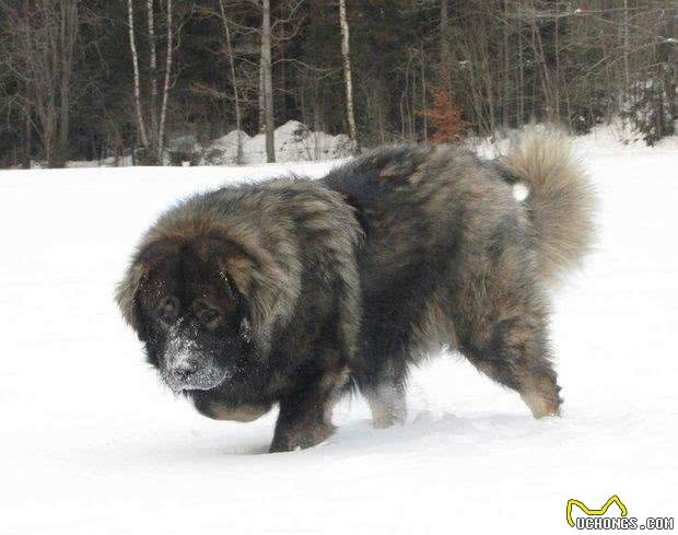 体型巨大，却又爱撒娇的柔情铁汉高加索犬