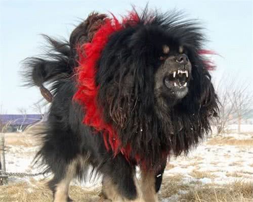 东方神犬藏獒和比特打架，谁更厉害?比特只能立正挨打!