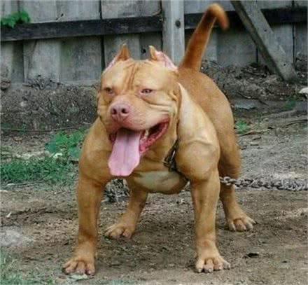 东方神犬藏獒和比特打架，谁更厉害?比特只能立正挨打!