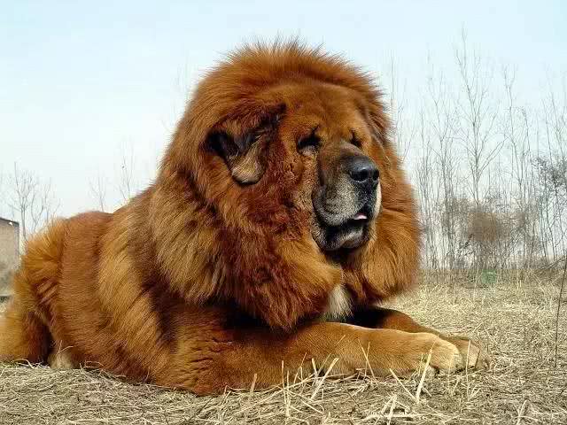 东方神犬藏獒和比特打架，谁更厉害?比特只能立正挨打!