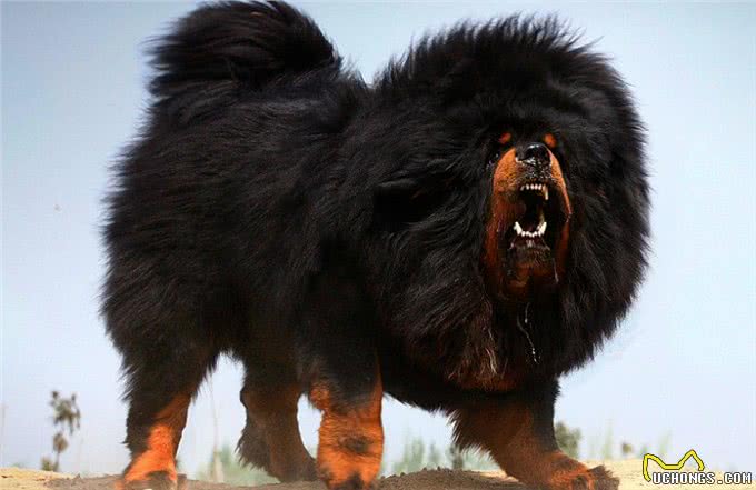 东方神犬藏獒和比特打架，谁更厉害?比特只能立正挨打!