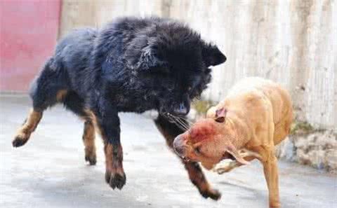 东方神犬藏獒和比特打架，谁更厉害?比特只能立正挨打!