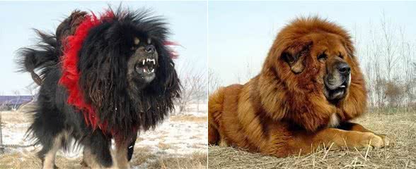 东方神犬藏獒和比特打架，谁更厉害?比特只能立正挨打!