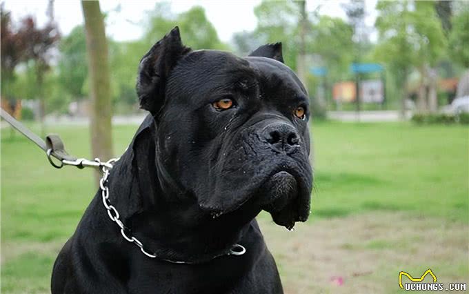 卡斯罗犬有什么好?网友:养了会上瘾，不想换