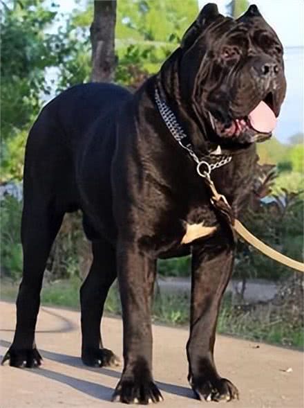 卡斯罗犬有什么好?网友:养了会上瘾，不想换