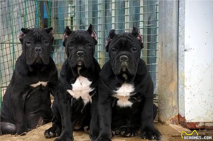 卡斯罗犬有什么好?网友:养了会上瘾，不想换