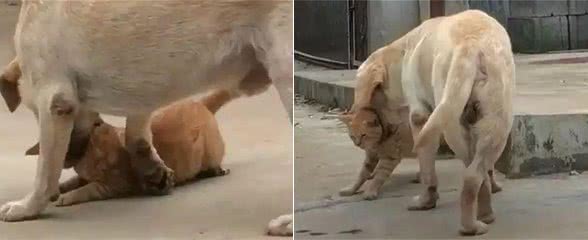 猫咪被狗一口咬住脖子，却无力挣扎，得知真相后笑喷了